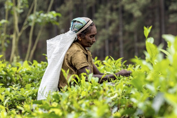 Woman engaged in picking tea leaves in a lush, green area, tea picker in a tea plantation in the highlands near Kandy Sri Lanka
