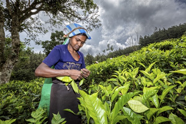 A woman carefully collects tea leaves in the middle of a green tea plantation, tea picker in a tea plantation in the highlands near Kandy Sri Lanka