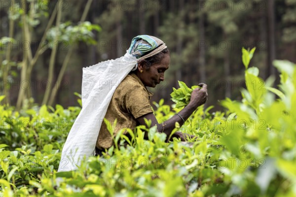 Worker focuses on harvesting tea surrounded by living foliage, tea picker in a tea plantation in the highlands near Kandy Sri Lanka