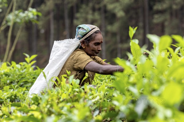 Woman stretches to pick tea leaves surrounded by lush foliage, tea picker in a tea plantation in the highlands near Kandy Sri Lanka