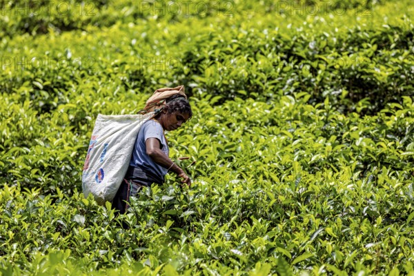 Person picking tea in a green field in the middle of a wide tea plantation, tea picker in a tea plantation in the highlands near Kandy Sri Lanka