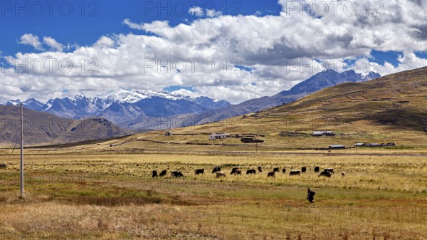 Cows graze in a large meadow against a mountain backdrop under cloudy sky, The landscape in the highlands of Peru