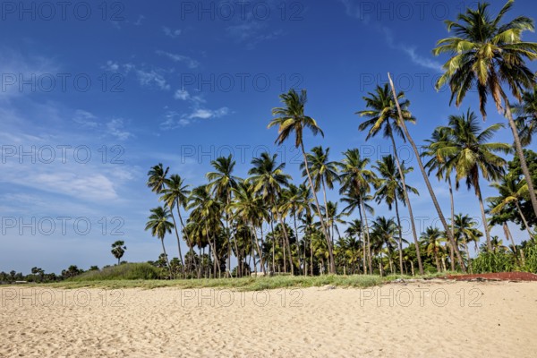 Tall palm tree ensemble on a quiet, sunny beach under clear skies, Trincomalee Beach in Sri Lanka
