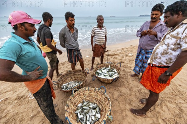 Men on the beach talking about caught fish in baskets, the sea in the background, Traditional fishermen on Trincomalee beach in Sri Lanka