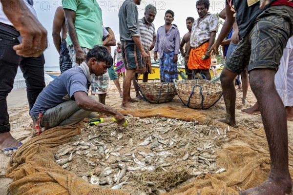 Circle of people on the beach sorting freshly caught fish from a net, traditional fishermen on Trincomalee beach in Sri Lanka