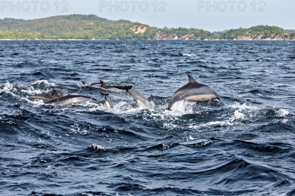 Several dolphins jump in the blue ocean near a coastline, dolphins in the sea near Trincomalee in Sri Lanka Bottlenose dolphins (Tursiops truncatus)