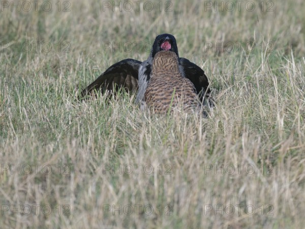 Hooded crow (Corvus cornix) chatting with female Common Kestrel (Falco tinnunculus)