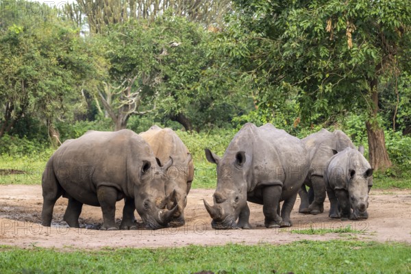 Southern white rhino (Ceratotherium simum simum), several animals at a watering hole, Ziwa Rhino Sanctuary, Uganda