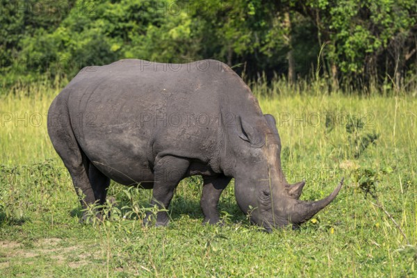 Southern white rhino (Ceratotherium simum simum), Ziwa Rhino Sanctuary, Uganda