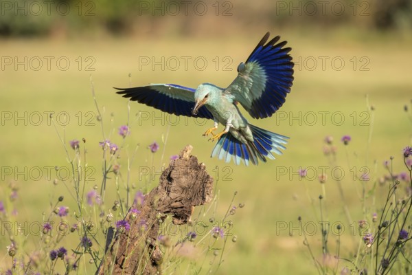 Blue racke (Coracias garrulus), bird, approaching tree trunk, Kiskunsag National Park, Hungary