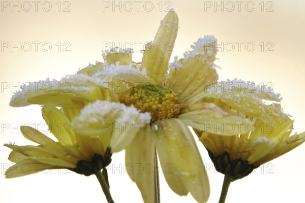 Hoarfrost in nature, winter, Germany