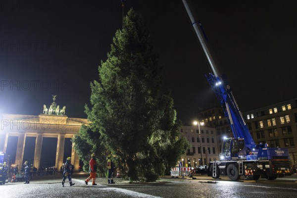 THW volunteers set up the Christmas tree delivered from Thuringia in front of the Brandenburg Gate, Berlin, 24.11.2025