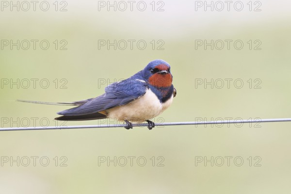 Barn swallow (Hirundo rustica) sitting on a pasture fence, wildlife, animals, birds, swallows, migratory bird, ox bog, Dümmer See nature park Park, Hüde, Lower Saxony, Germany