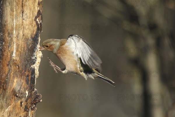 Chaffinch (Fringilla coelebs) male in flight, approach to forage wood, winter feeding, Allgäu, Bavaria, Germany, Allgäu, Bavaria, Germany