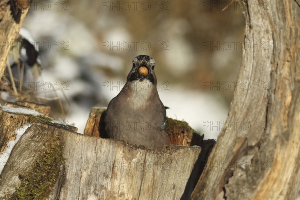 Eurasian Jay (Garrulus glandarius) with acorn (Quercus) in its beak, feeding in the forest during winter, Allgäu, Bavaria, Germany, Allgäu, Bavaria, Germany