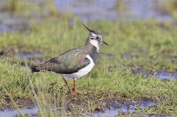 Lapwing (Vanellus vanellus), gorgeous dress, looking for food in a swampy meadow, wildlife, lembruch, ox moor, Dümmer nature park Park, Lower Saxony, Germany
