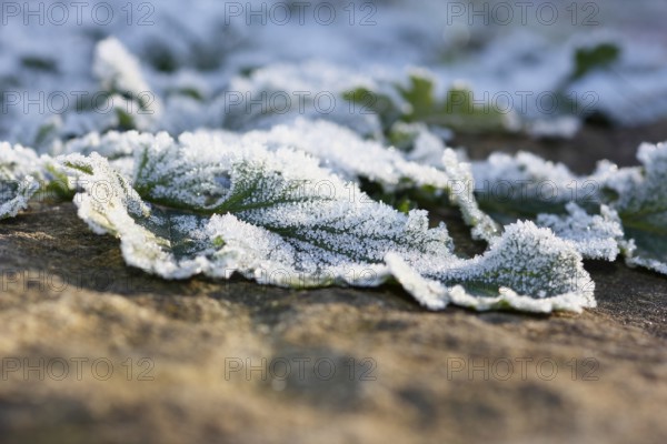 Gänsefinerkraut (Potentilla anserina), North Rhine-Westphalia, Germany