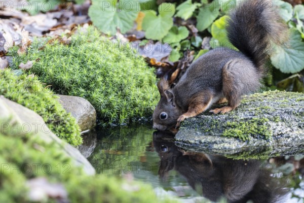 Squirrel (Sciurus vulgaris), Emsland, Lower Saxony, Germany
