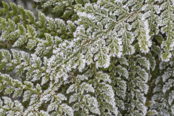 Fern (Polystichum setiferum) with hoarfrost, Emsland, Lower Saxony, Germany