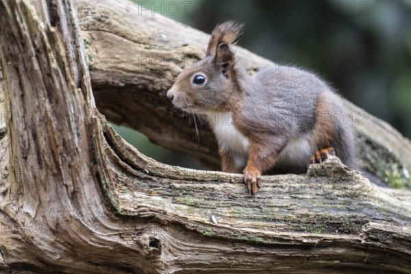 Squirrel (Sciurus vulgaris), Emsland, Lower Saxony, Germany