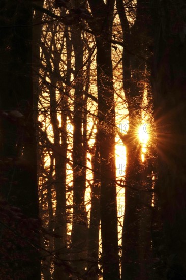 Forest on a November evening, sunset, autumn, Germany
