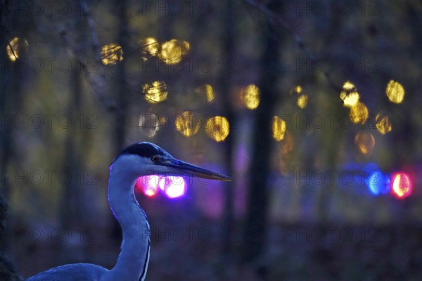 Grey heron in the evening in a city, autumn, Germany