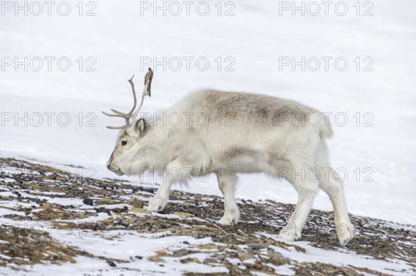 Svalbard reindeer (Rangifer tarandus platyrhynchus) adult in thick winter coat foraging on snow covered tundra in spring on Spitsbergen, Norway