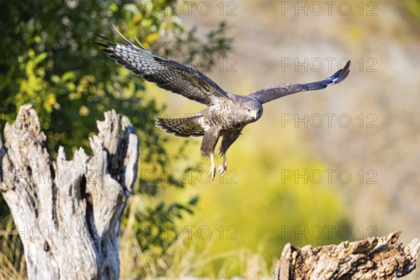 Common Buzzard (Buteo buteo) Germany