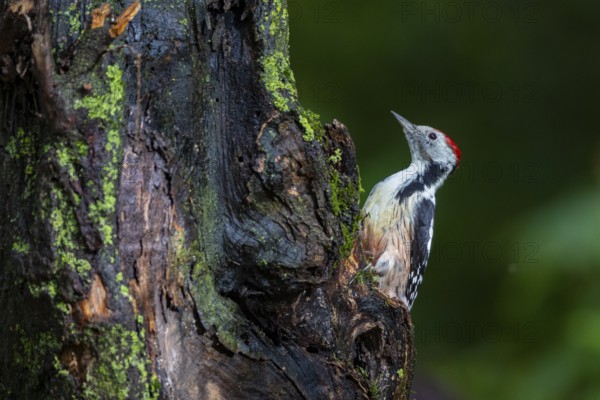 Middle woodpecker (Dendrocopus medius) Germany