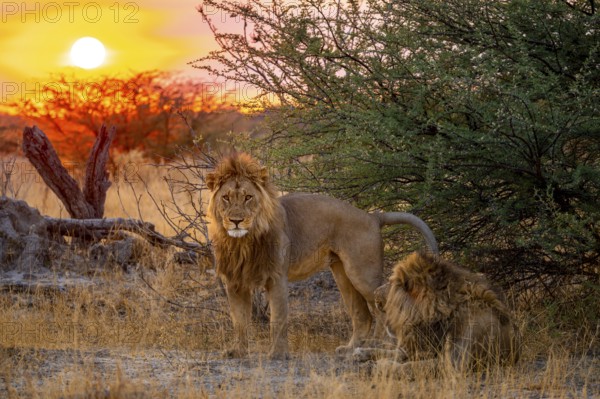 Sunset, two maned lions, siblings lying in the grass, lion (Panthera Leo), savuti, Chobe National Park, Botswana