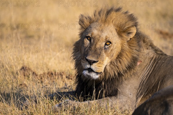 Maned lion (Panthera Leo) lying in grass, savanna, Savuti, Chobe National Park National Park, Botswana