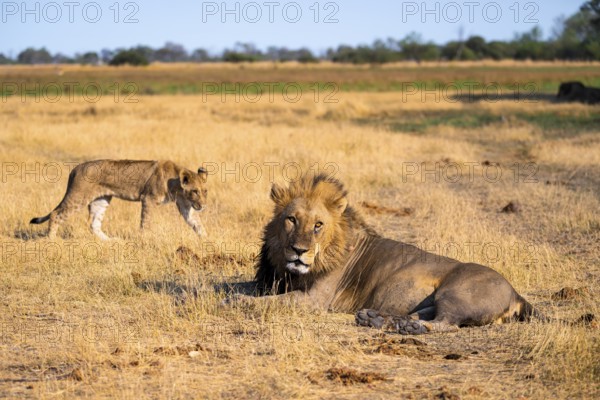 Maned lion and young animals, lion (Panthera Leo) lying in grass, savuti, Chobe National Park National Park, Botswana