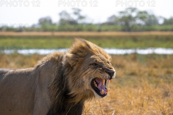 Maned lion, lion (Panthera Leo) hisses, savuti, Chobe National Park National Park, Botswana