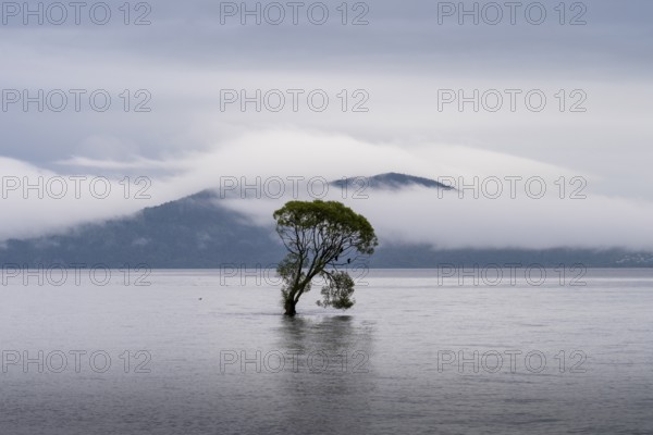A single tree in Lake Taupo. Waikato, North Island, New Zealand