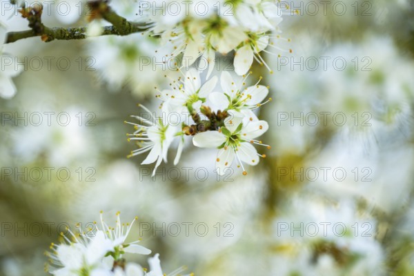 Blackthorn (Prunus spinosa) Blossoms flowering in spring, Bavaria, Germany, Europe, Helena, Neumarkt in der Oberpfalz, Bayern, Deutschland