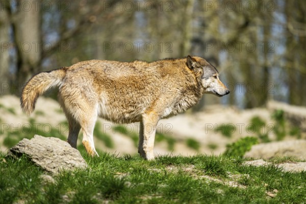 Eastern wolf (Canis lupus lycaon) walking on a meadow, Bavaria, Germany