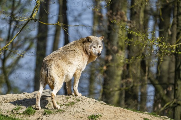 Eastern wolf (Canis lupus lycaon) standing on a little hill, Bavaria, Germany