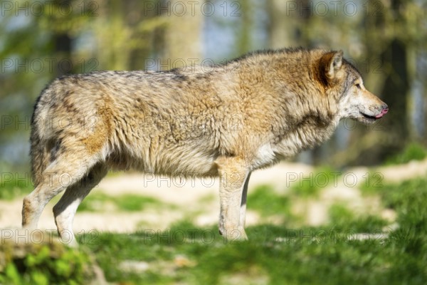 Eastern wolf (Canis lupus lycaon) standing on a meadow, Bavaria, Germany