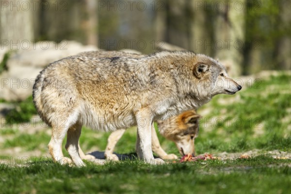 Eastern wolf (Canis lupus lycaon) standing on a meadow, Bavaria, Germany