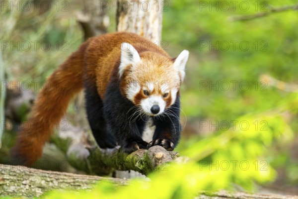 Red panda (Ailurus fulgens) walking on a tree, Germany
