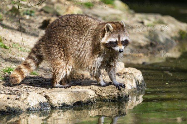 Common raccoon (Procyon lotor) on the watershore, Bavaria, Germany
