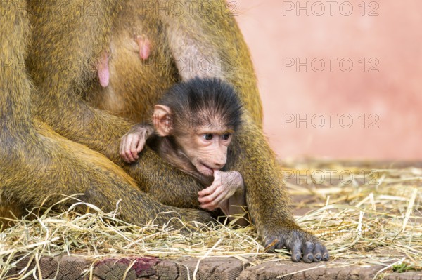 Guinea baboon (Papio papio) new born youngster at its mother, captive, Bavaria, Germany