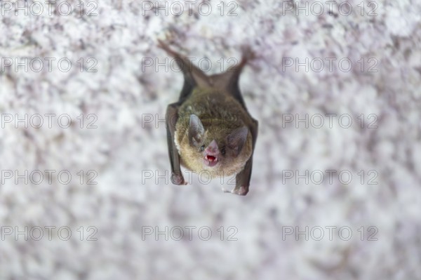 Lesser mouse-eared myotis (Myotis blythii) bat hanging on a wall, Bavaria, Germany