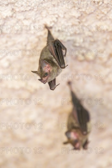 Lesser mouse-eared myotis (Myotis blythii) bats hanging on a wall, Bavaria, Germany