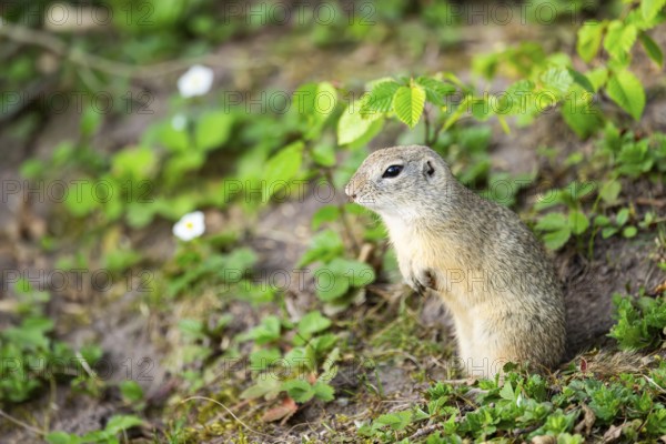 European ground squirrel (Spermophilus citellus) on a meadow, Bavaria, Germany
