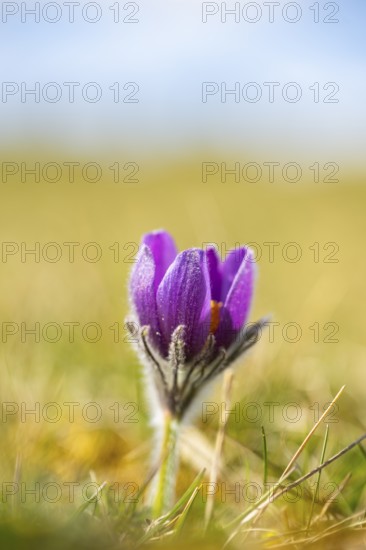 Pasque flower (Pulsatilla vulgaris), blooming, sunset, Bavaria, Germany