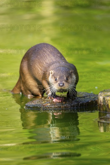 Eurasian otter (Lutra lutra) on a tree trunk in the water of a little lake, Bavaria, Germany