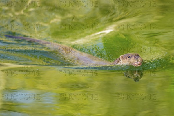 Eurasian otter (Lutra lutra) swimming in the water of a little lake, Bavaria, Germany