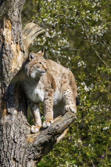 Eurasian lynx (Lynx lynx) climbing on a tree, jumping, Bavaria, Germany