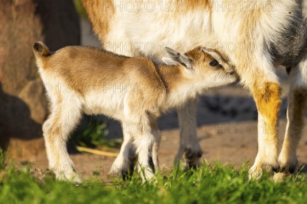 Domestic goat (Capra hircus) youngster standing on the ground, Bavaria, Germany